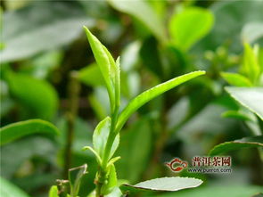 名贵茶树品种