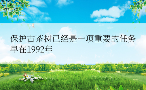 保护古茶树已经是一项重要的任务早在1992年