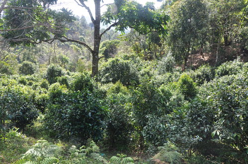 野茶树列为几级保护树种