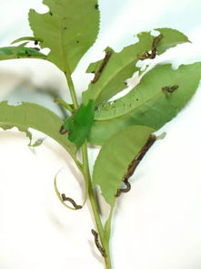 危害茶树的害虫有多少种