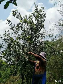 野生型茶树与栽培型茶树区别