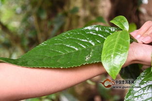 简述温度对茶树生育和茶叶品质的影响