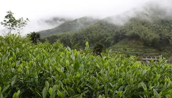 茶的生态环境
