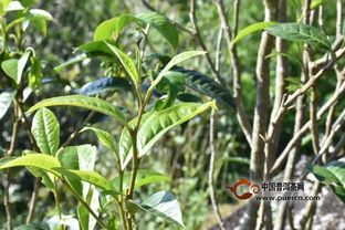影响种植茶树的有利条件