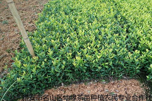 茶树种苗国家标准