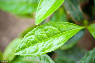 野生茶树如何种植的